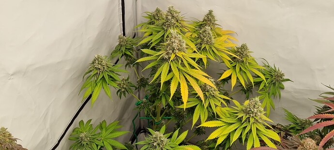 Growreport Bild 6