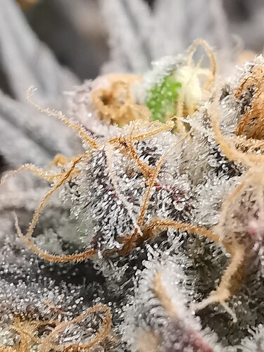 Growreport Bild 38