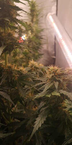 IMG_20240122_133149
