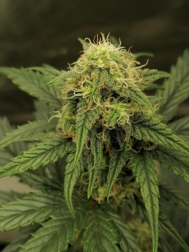 Growreport Bild 6