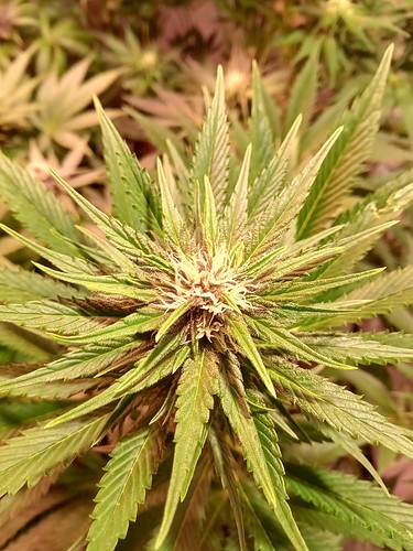 Growreport Bild 10
