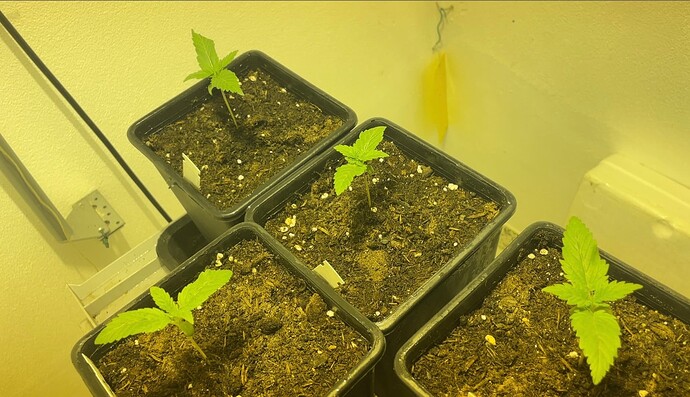 Growreport Bild 2
