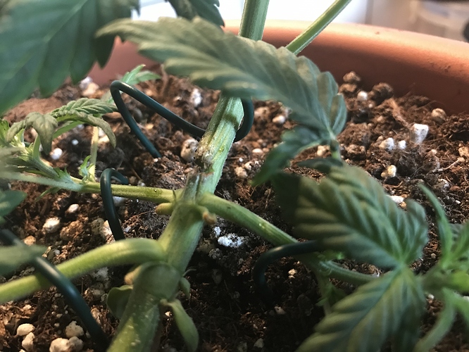 Growreport Bild 1