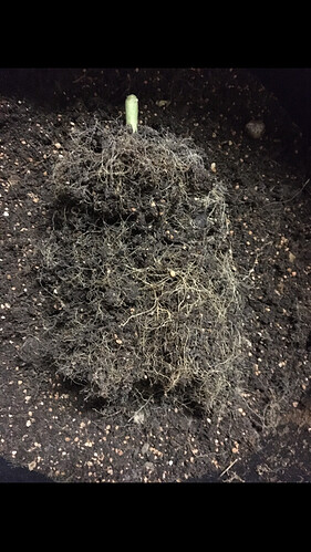 Growreport Bild 11