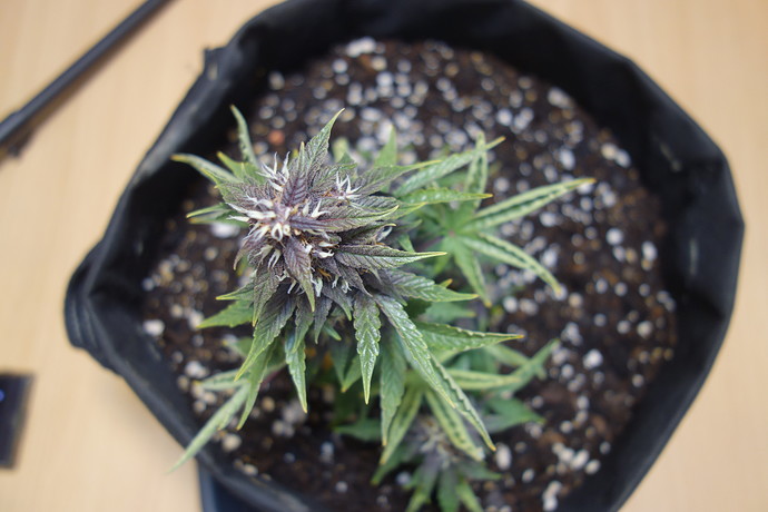 Growreport Bild 6