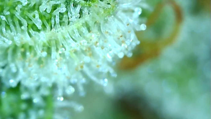 Growreport Bild 41