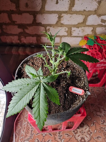 Growreport Bild 6