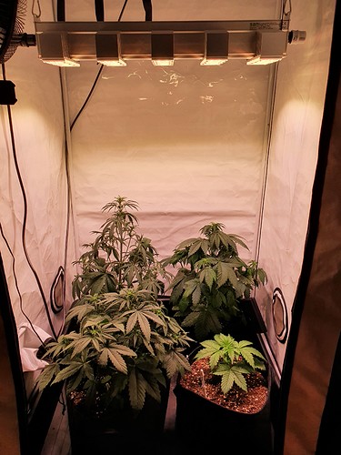 Growreport Bild 1