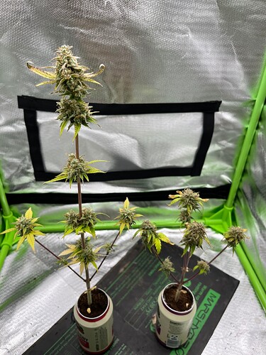 Growreport Bild 13
