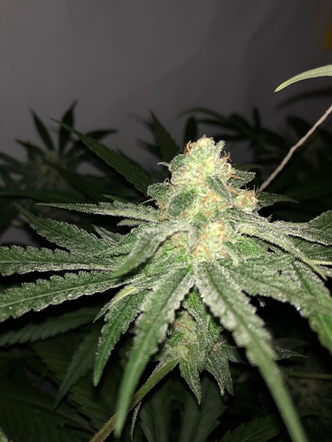 Growreport Bild 2