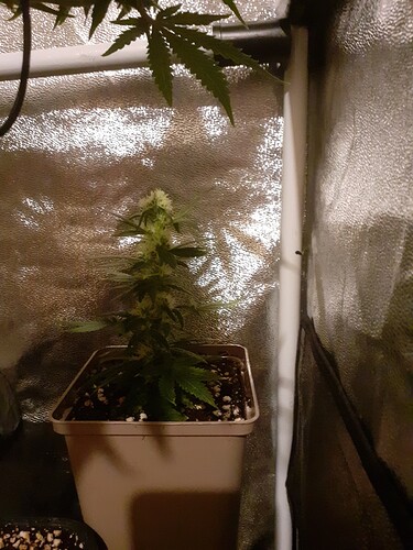 Growreport Bild 165