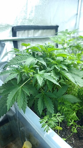 Growreport Bild 5