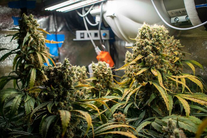 Growreport Bild 5