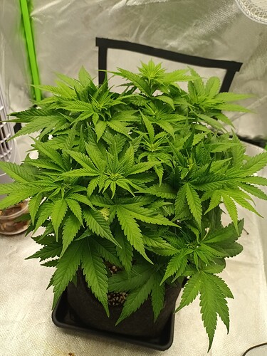 Growreport Bild 2