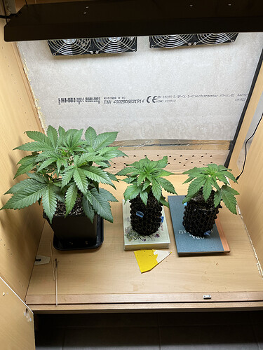 Growreport Bild 1