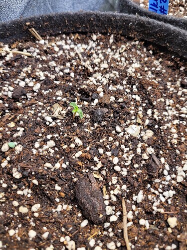 Growreport Bild 9