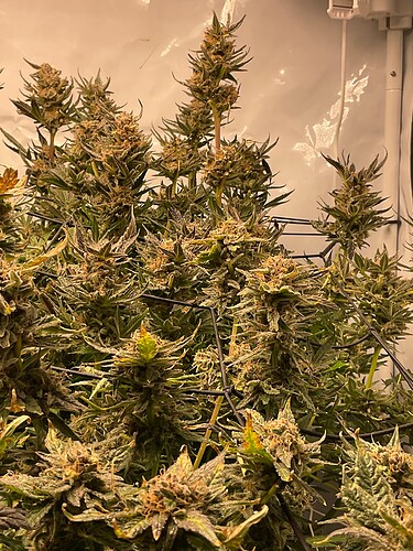 Growreport Bild 2