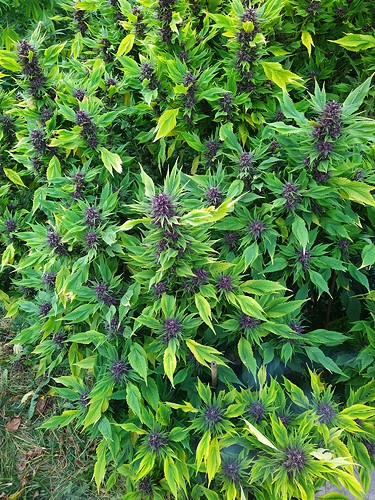 Growreport Bild 8