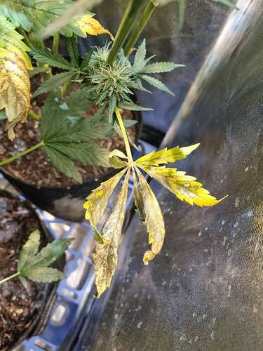 Growreport Bild 7