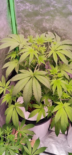 Growreport Bild 4