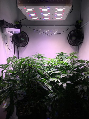 Growreport Bild 1