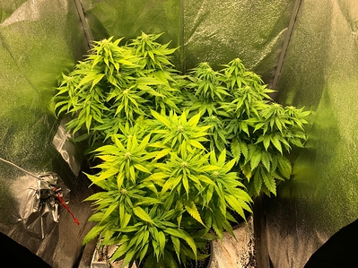 Growreport Bild 3