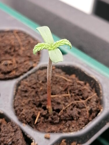 Growreport Bild 25
