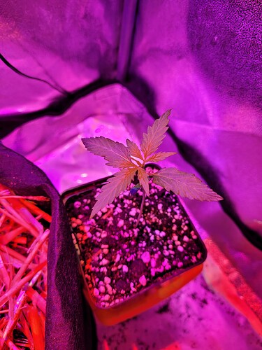 Growreport Bild 1
