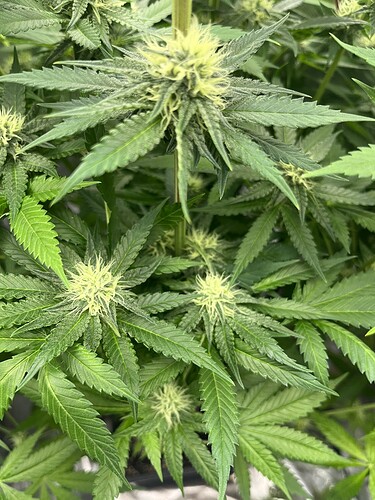 Growreport Bild 3