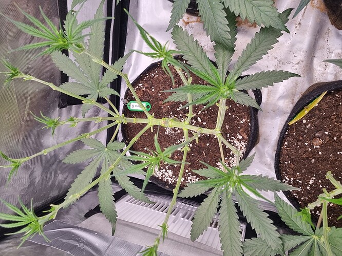 Growreport Bild 65