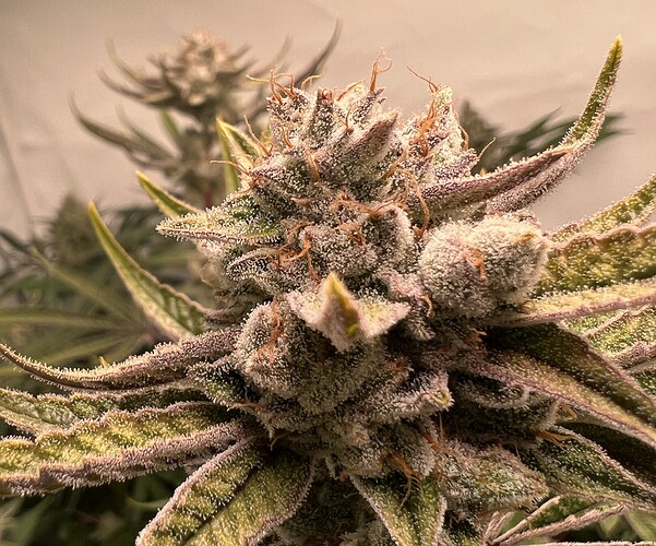 Growreport Bild 20