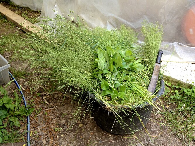 Growreport Bild 29