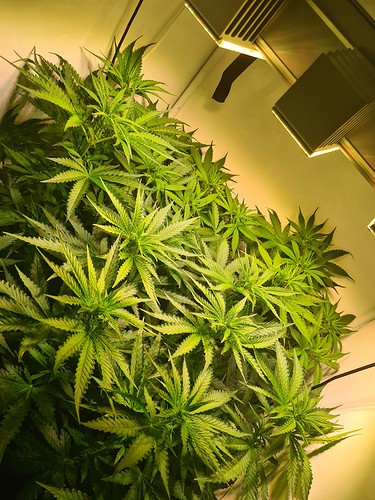 Growreport Bild 2