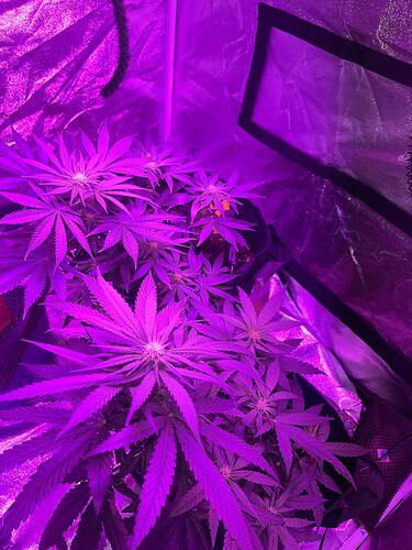 Growreport Bild 1