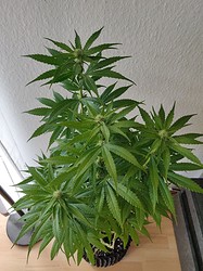 IMG_20210201_132232
