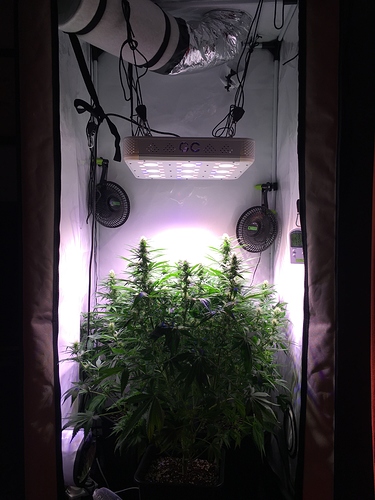 Growreport Bild 1
