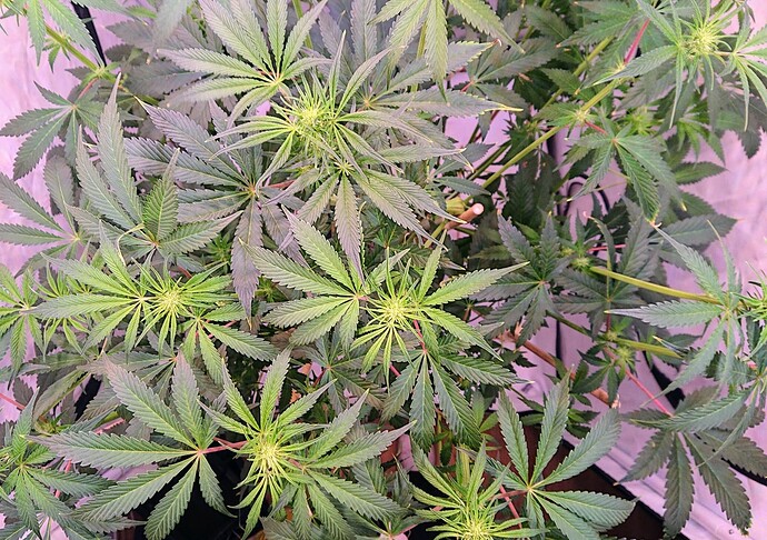 Growreport Bild 21