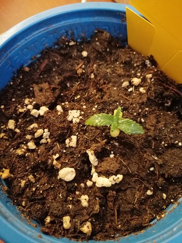 Growreport Bild 7