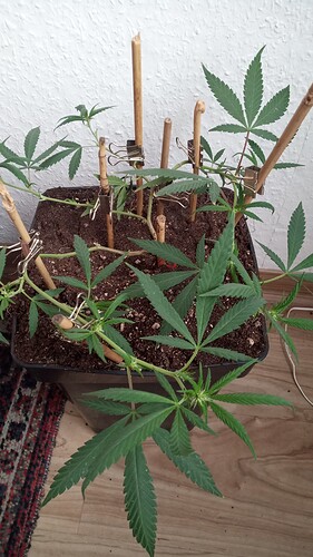 Growreport Bild 5