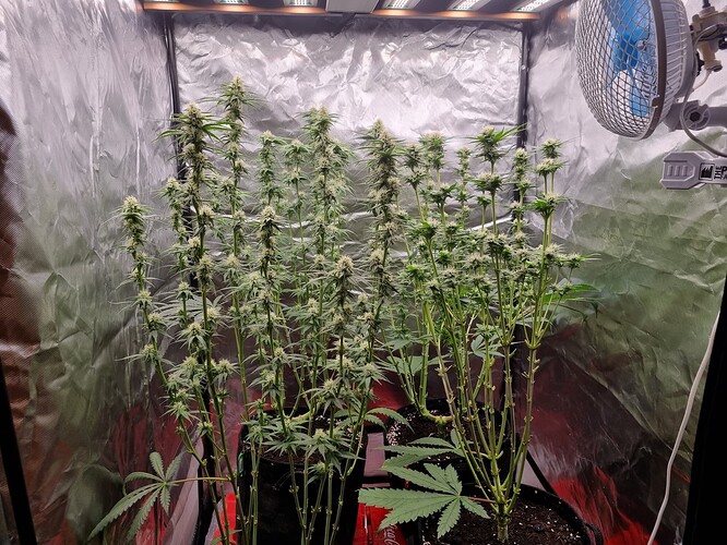Growreport Bild 19