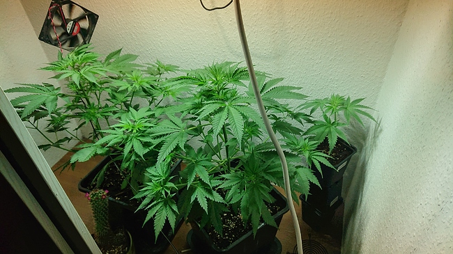 Growreport Bild 6