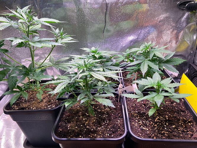 Growreport Bild 4
