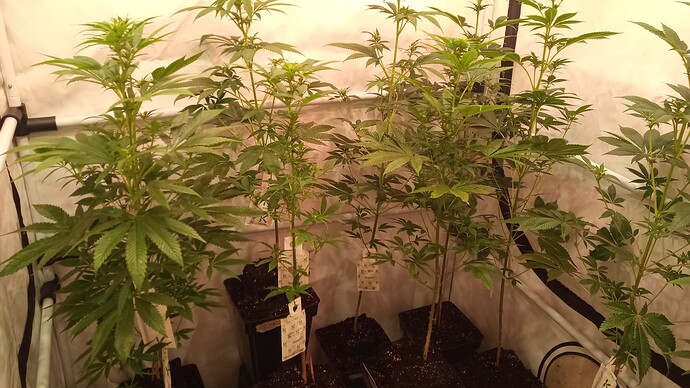 Growreport Bild 1