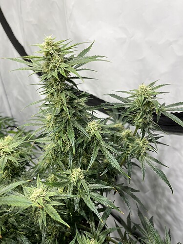 Growreport Bild 23