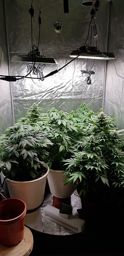 Growreport Bild 4