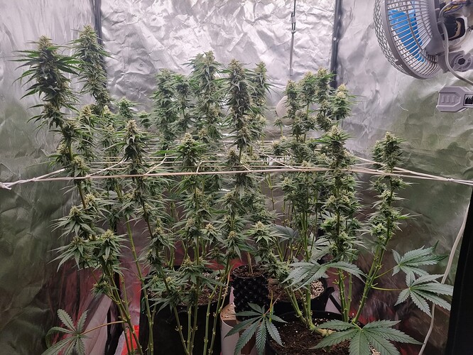Growreport Bild 5