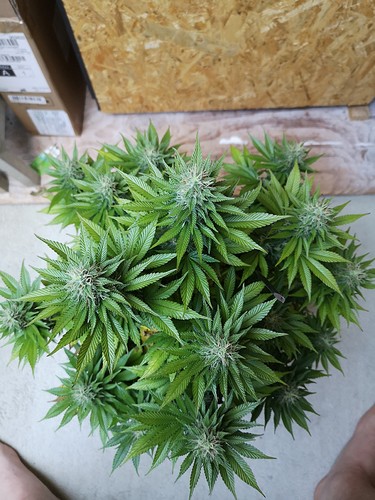 Growreport Bild 2