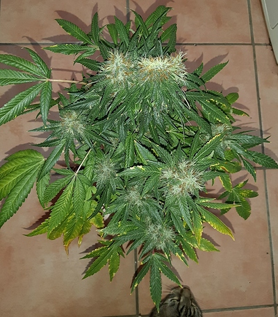 Growreport Bild 2
