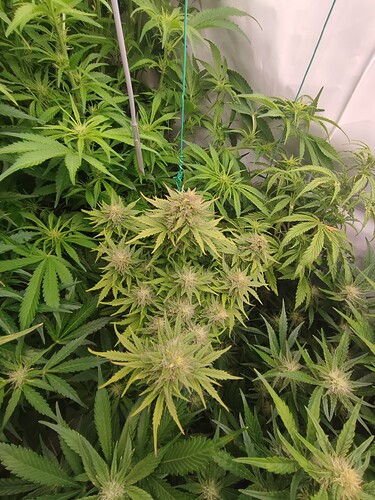 Growreport Bild 72