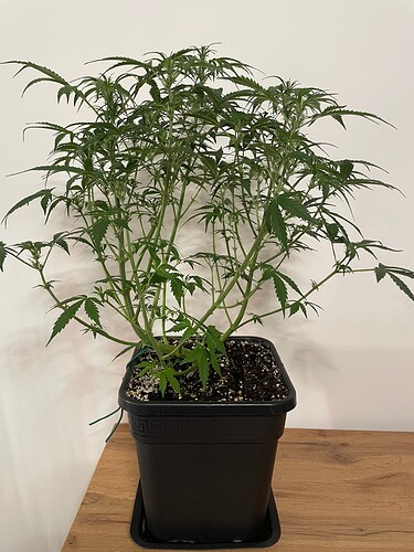 Growreport Bild 5